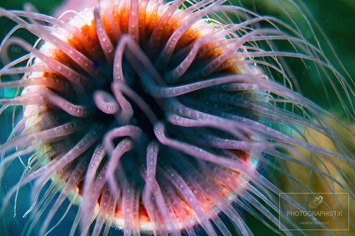 2013 - PHILIPPINES - Malapascua - Anémone
60MM_F4_1/60S 2013 - PHILIPPINES - Malapascua - Anémone
60MM_F4_1/60S
